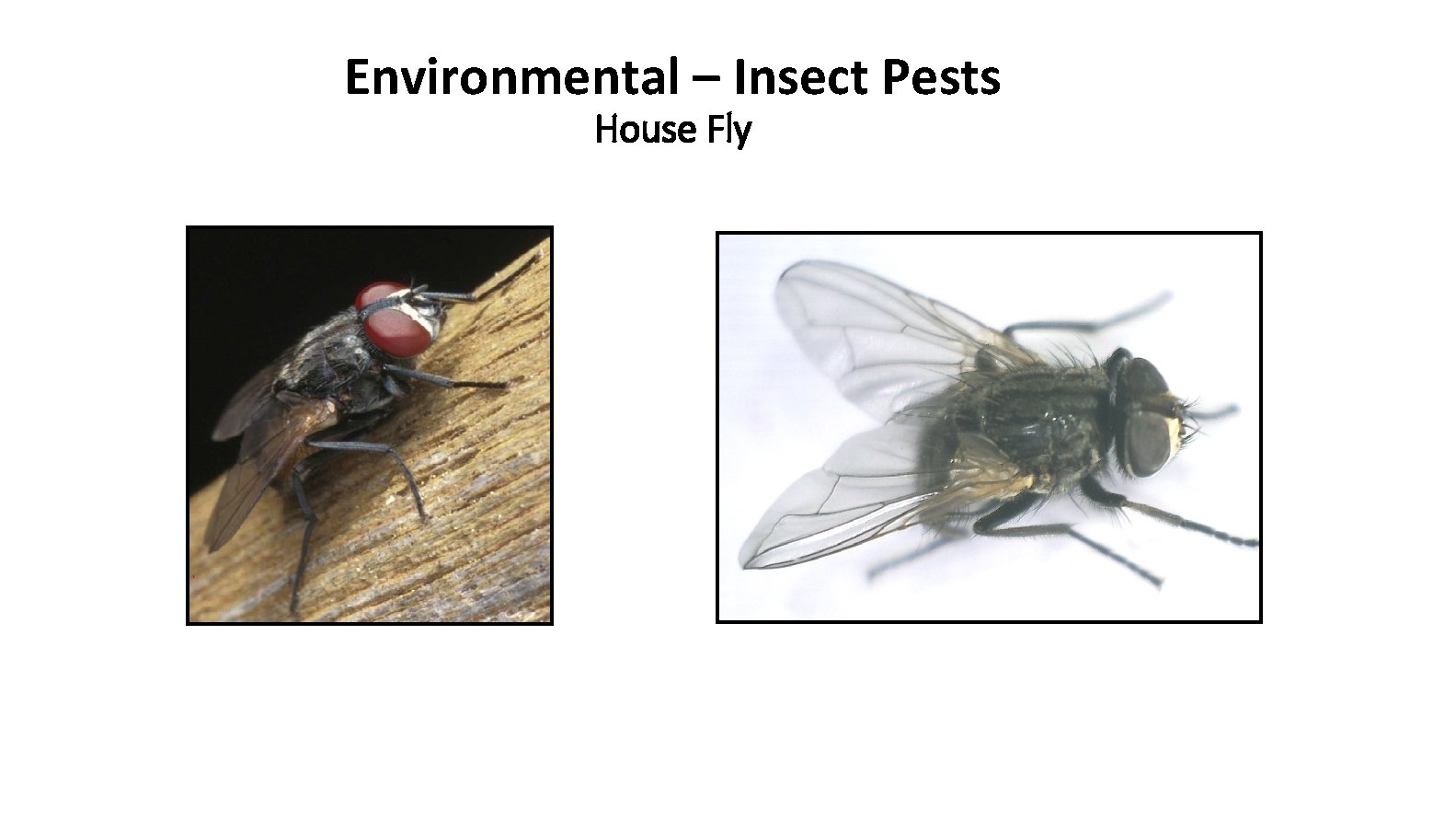 Environmental – Insect Pests House Fly 