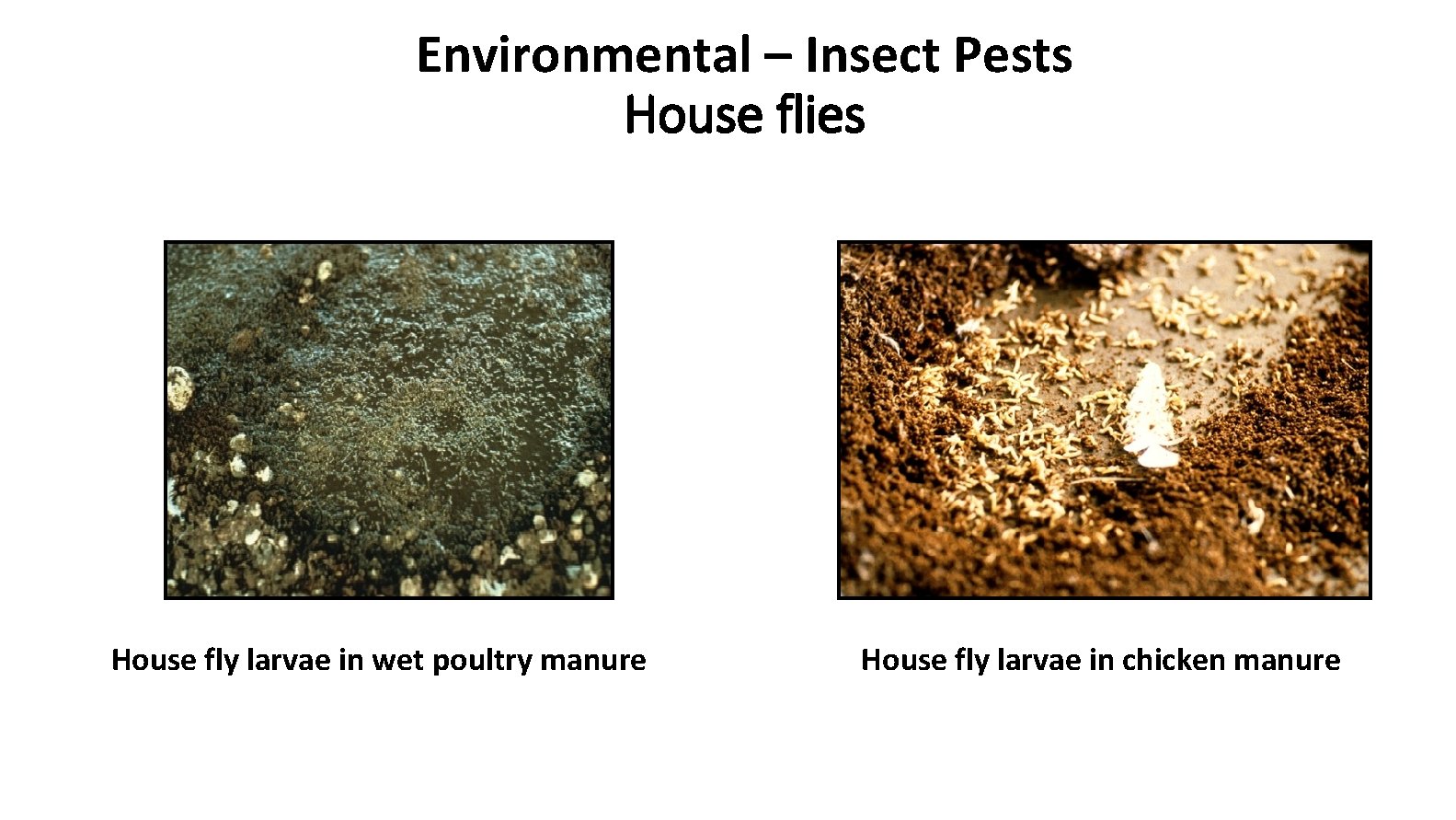 Environmental – Insect Pests House flies House fly larvae in wet poultry manure House