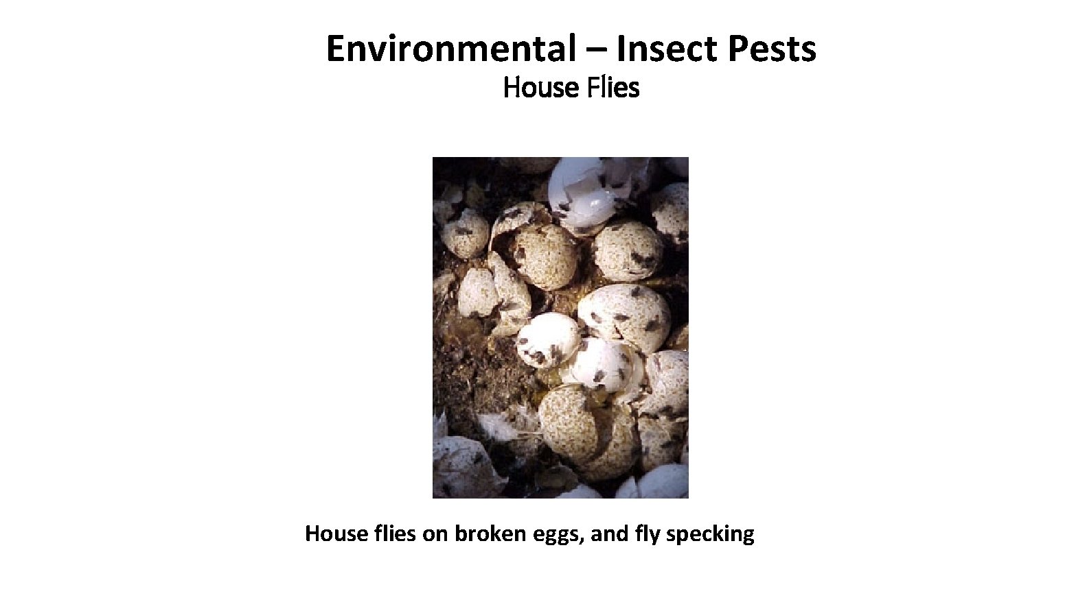 Environmental – Insect Pests House Flies House flies on broken eggs, and fly specking