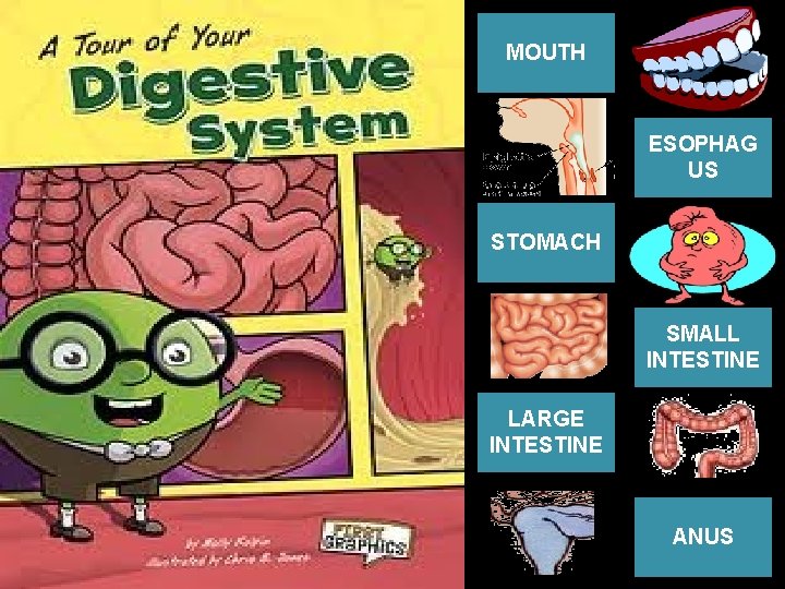 MOUTH ESOPHAG US STOMACH SMALL INTESTINE LARGE INTESTINE ANUS 