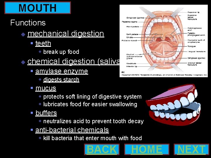 MOUTH Functions mechanical digestion teeth break up food chemical digestion (saliva) amylase enzyme digests