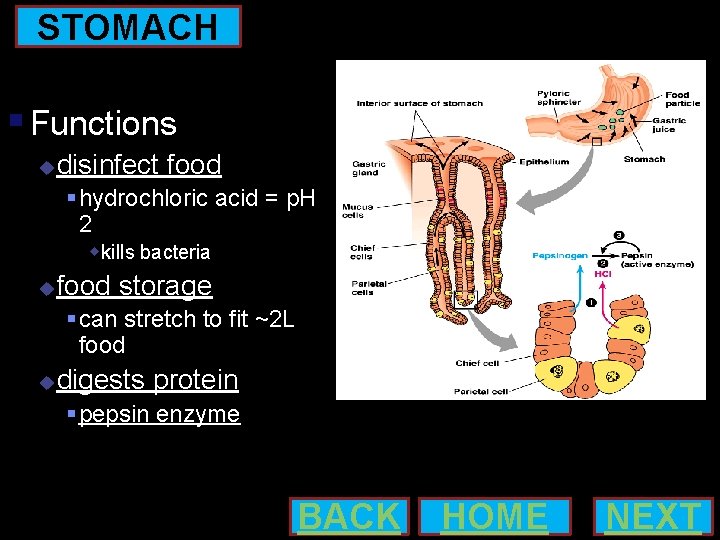 STOMACH Functions disinfect food hydrochloric acid = p. H 2 kills bacteria food storage