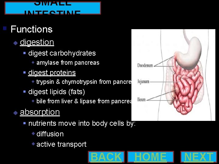 SMALL INTESTINE Functions digestion digest carbohydrates amylase from pancreas digest proteins trypsin & chymotrypsin