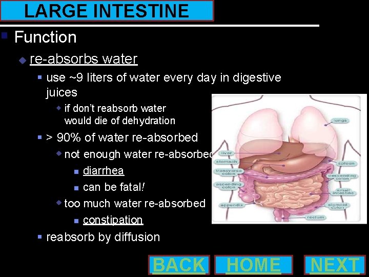 LARGE INTESTINE Function re-absorbs water use ~9 liters of water every day in digestive