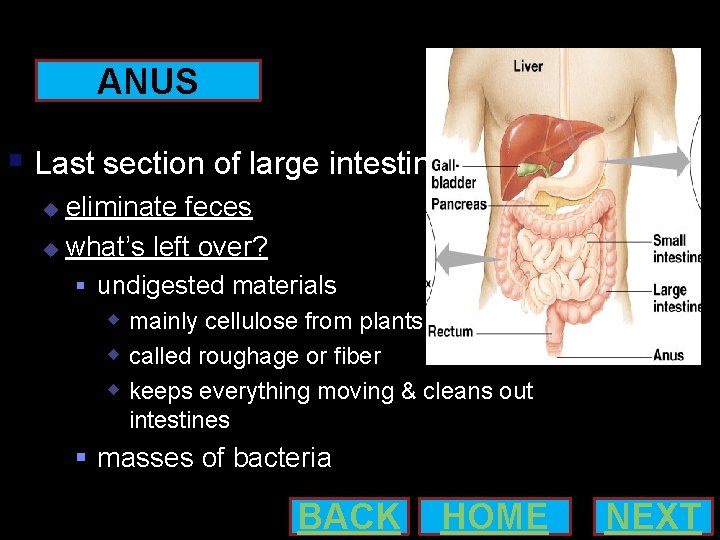 ANUS Last section of large intestines eliminate feces what’s left over? undigested materials mainly