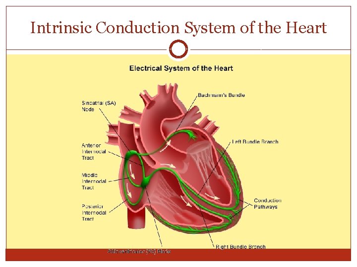 Intrinsic Conduction System of the Heart 