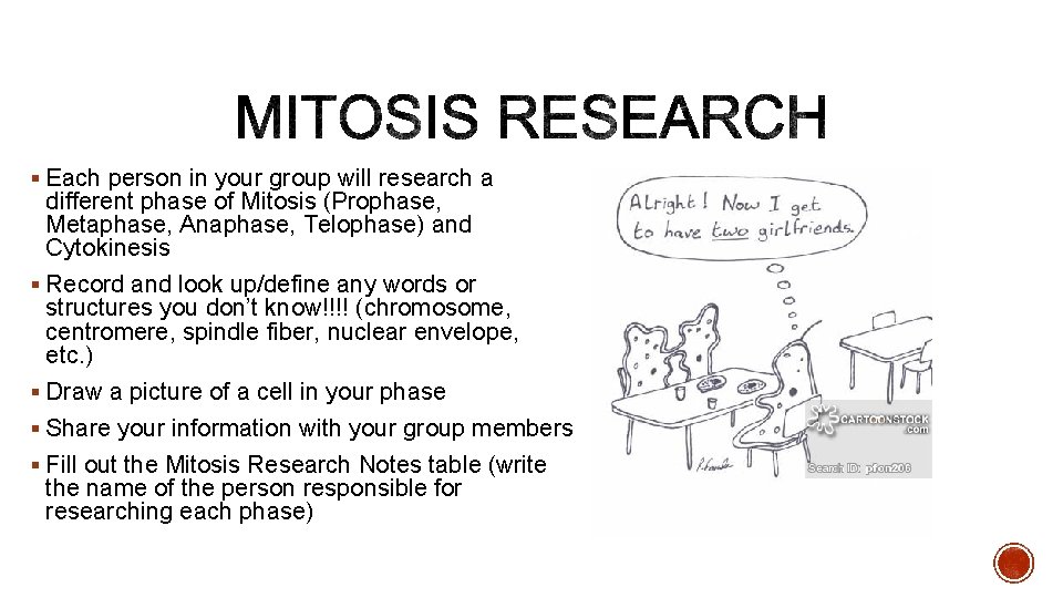 § Each person in your group will research a different phase of Mitosis (Prophase,