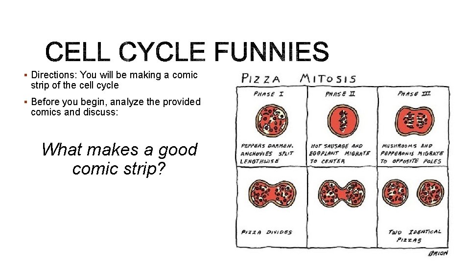 § Directions: You will be making a comic strip of the cell cycle §