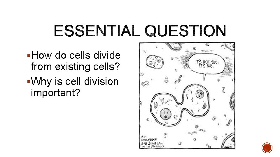 §How do cells divide from existing cells? §Why is cell division important? 