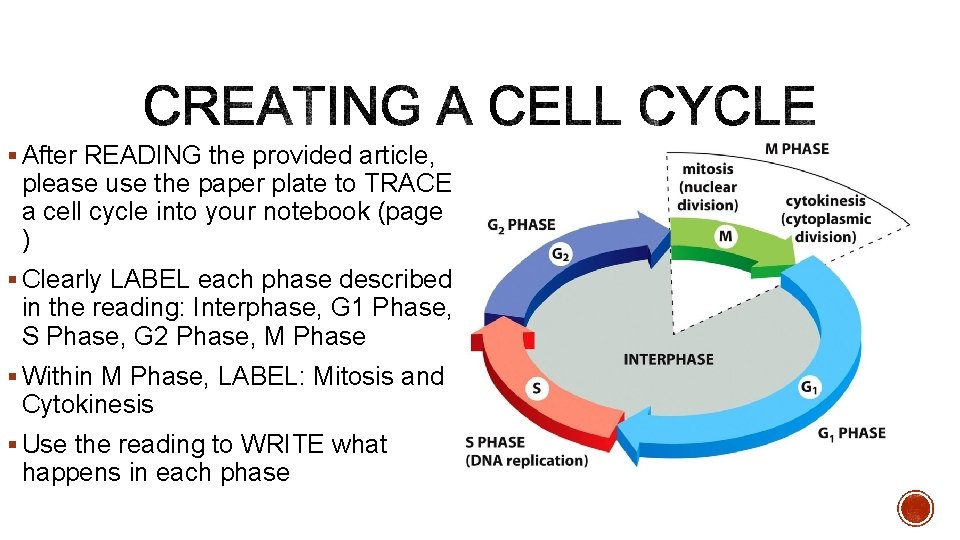 § After READING the provided article, please use the paper plate to TRACE a