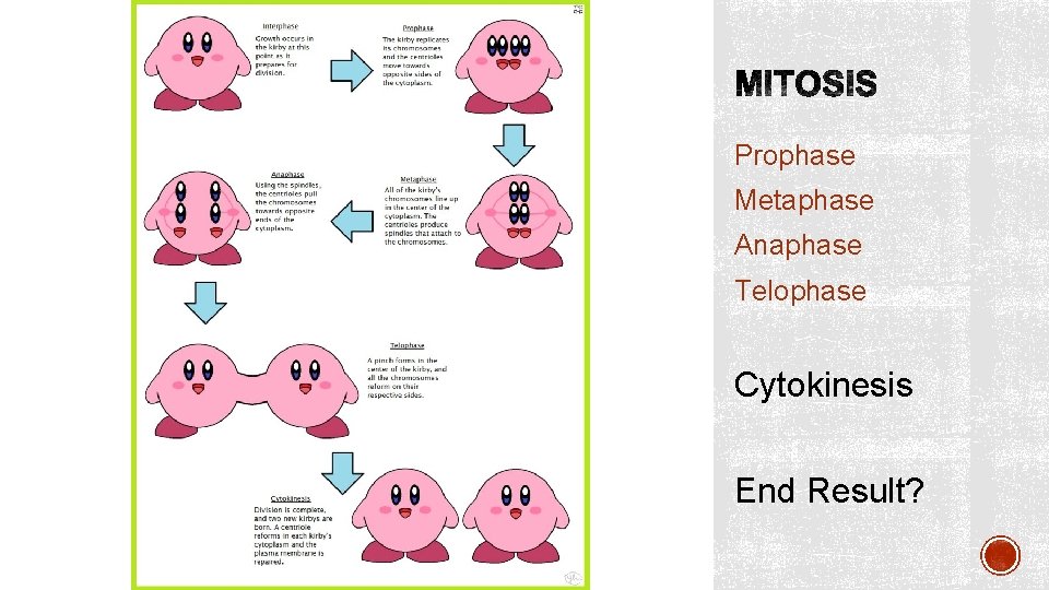 Prophase Metaphase Anaphase Telophase Cytokinesis End Result? 