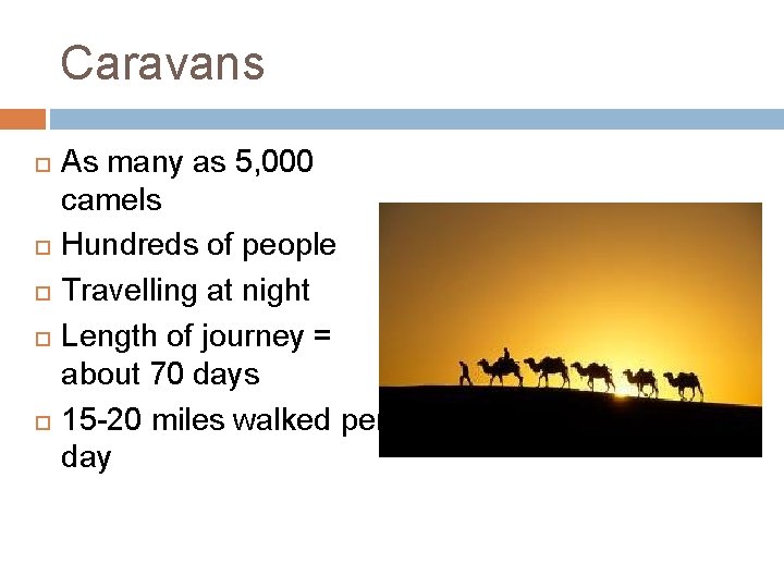 Caravans As many as 5, 000 camels Hundreds of people Travelling at night Length