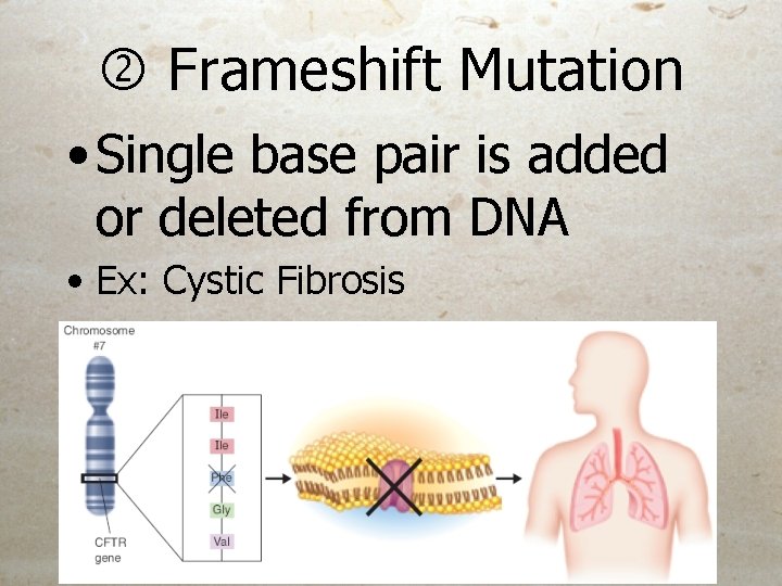  Frameshift Mutation • Single base pair is added or deleted from DNA •