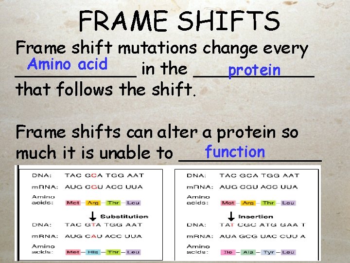 FRAME SHIFTS Frame shift mutations change every Amino acid ______ in the ______ protein