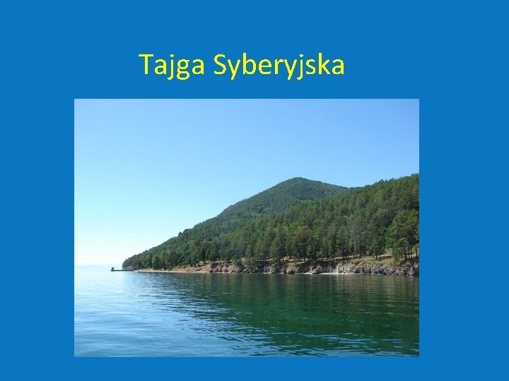 Tajga Syberyjska 