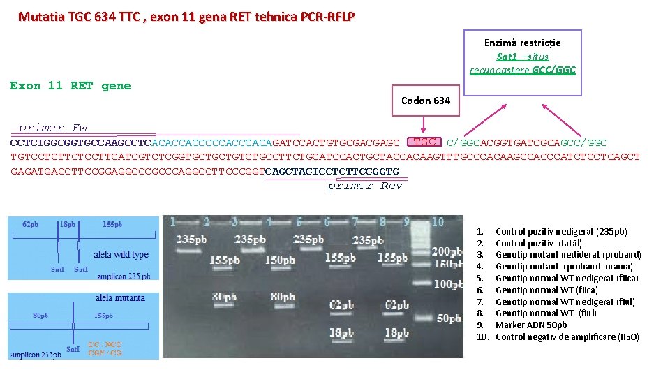Mutatia TGC 634 TTC , exon 11 gena RET tehnica PCR-RFLP Enzimă restricție Sat