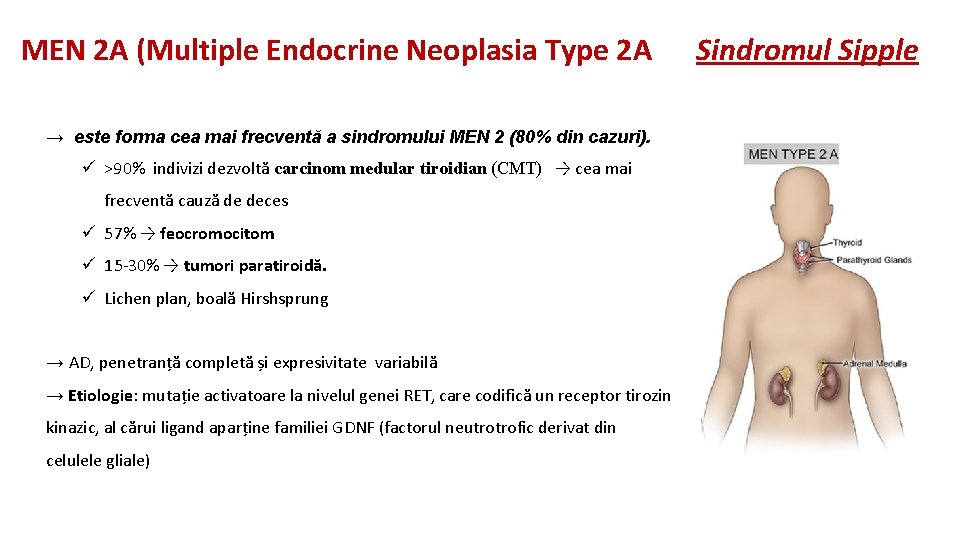 MEN 2 A (Multiple Endocrine Neoplasia Type 2 A → este forma cea mai