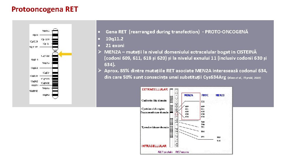Protooncogena RET Ø Gena RET (rearranged during transfection) - PROTO-ONCOGENĂ 10 q 11. 2