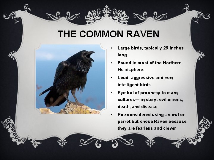 THE COMMON RAVEN • Large birds, typically 26 inches long. • Found in most