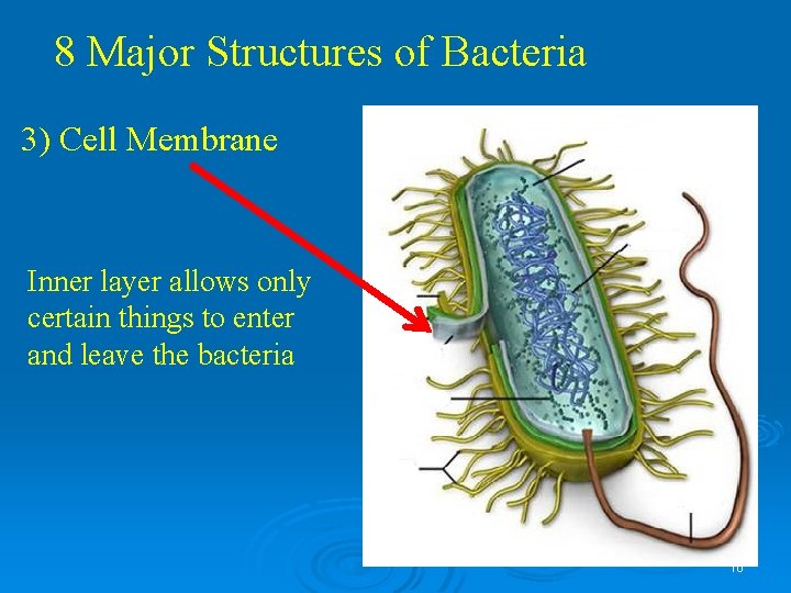 8 Major Structures of Bacteria 3) Cell Membrane Inner layer allows only certain things 8 Major Structures of Bacteria 3) Cell Membrane Inner layer allows only certain things
