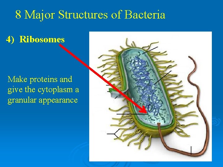 8 Major Structures of Bacteria 4) Ribosomes Make proteins and give the cytoplasm a 8 Major Structures of Bacteria 4) Ribosomes Make proteins and give the cytoplasm a