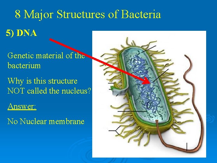 8 Major Structures of Bacteria 5) DNA Genetic material of the bacterium Why is 8 Major Structures of Bacteria 5) DNA Genetic material of the bacterium Why is