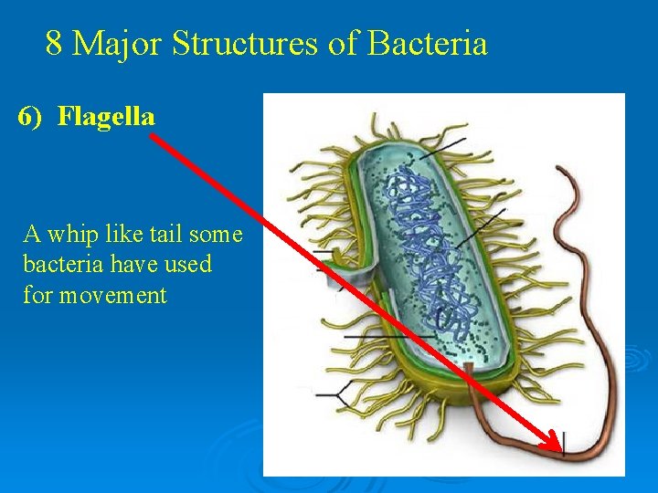 8 Major Structures of Bacteria 6) Flagella A whip like tail some bacteria have 8 Major Structures of Bacteria 6) Flagella A whip like tail some bacteria have