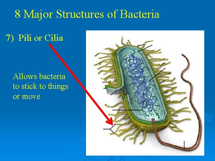 8 Major Structures of Bacteria 7) Pili or Cilia Allows bacteria to stick to 8 Major Structures of Bacteria 7) Pili or Cilia Allows bacteria to stick to