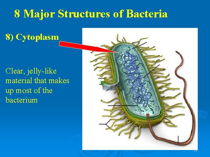 8 Major Structures of Bacteria 8) Cytoplasm Clear, jelly-like material that makes up most 8 Major Structures of Bacteria 8) Cytoplasm Clear, jelly-like material that makes up most