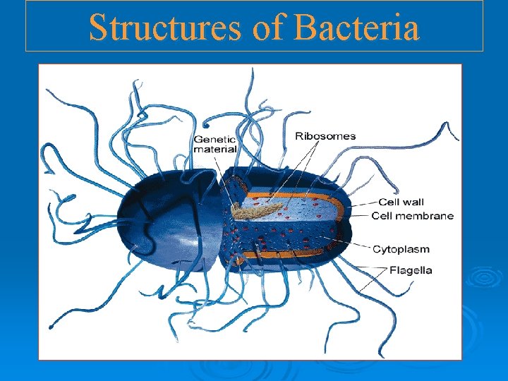 Structures of Bacteria Structures of Bacteria