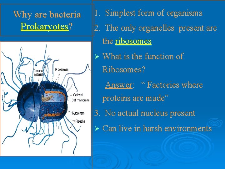 Why are bacteria Prokaryotes? 1. Simplest form of organisms 2. The only organelles present Why are bacteria Prokaryotes? 1. Simplest form of organisms 2. The only organelles present