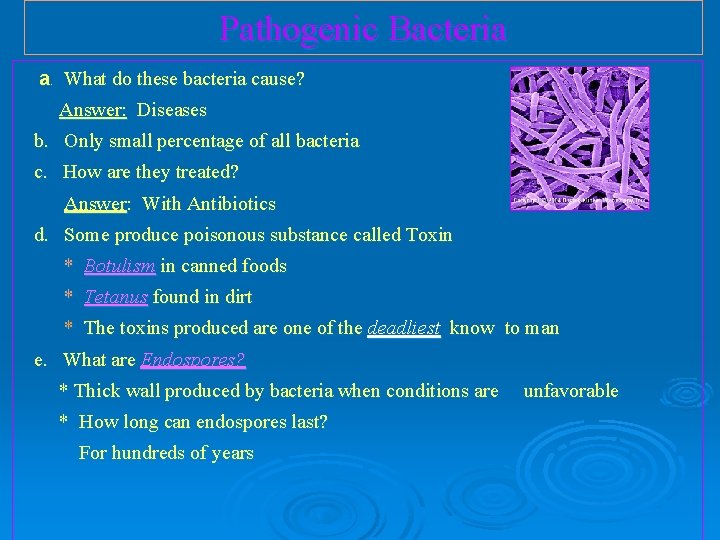 Pathogenic Bacteria a. What do these bacteria cause? Answer: Diseases b. Only small percentage Pathogenic Bacteria a. What do these bacteria cause? Answer: Diseases b. Only small percentage