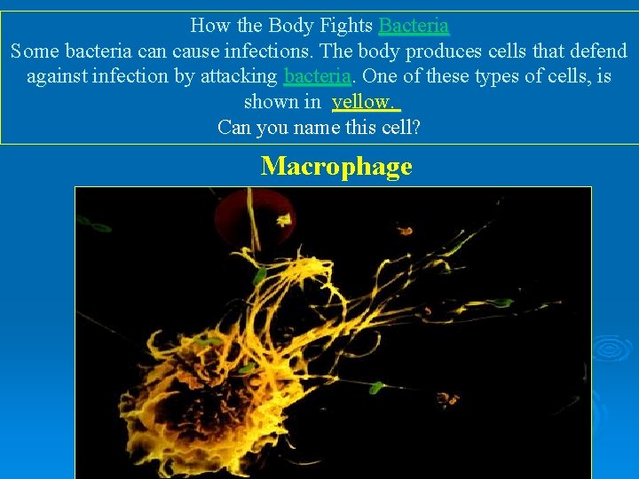 How the Body Fights Bacteria Some bacteria can cause infections. The body produces cells How the Body Fights Bacteria Some bacteria can cause infections. The body produces cells