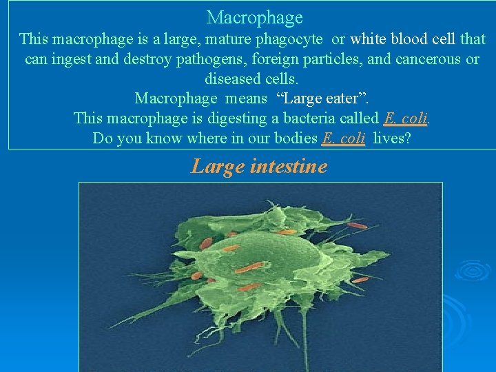 Macrophage This macrophage is a large, mature phagocyte or white blood cell that can Macrophage This macrophage is a large, mature phagocyte or white blood cell that can