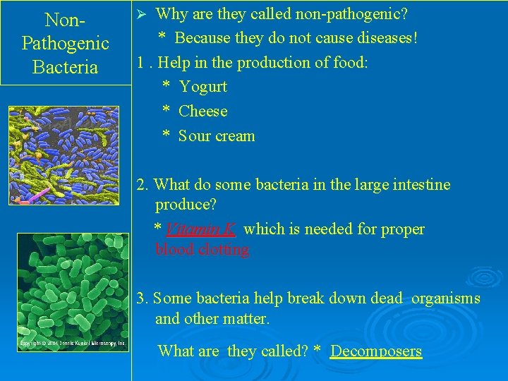 Non. Pathogenic Bacteria Why are they called non-pathogenic? * Because they do not cause Non. Pathogenic Bacteria Why are they called non-pathogenic? * Because they do not cause