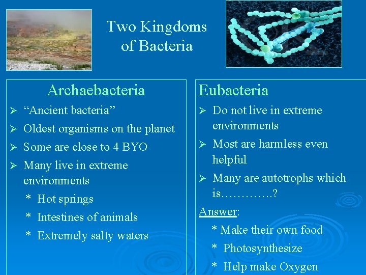 Two Kingdoms of Bacteria Archaebacteria “Ancient bacteria” Ø Oldest organisms on the planet Ø Two Kingdoms of Bacteria Archaebacteria “Ancient bacteria” Ø Oldest organisms on the planet Ø