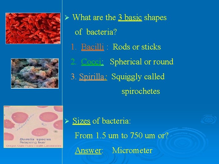Ø What are the 3 basic shapes of bacteria? 1. Bacilli : Rods or Ø What are the 3 basic shapes of bacteria? 1. Bacilli : Rods or