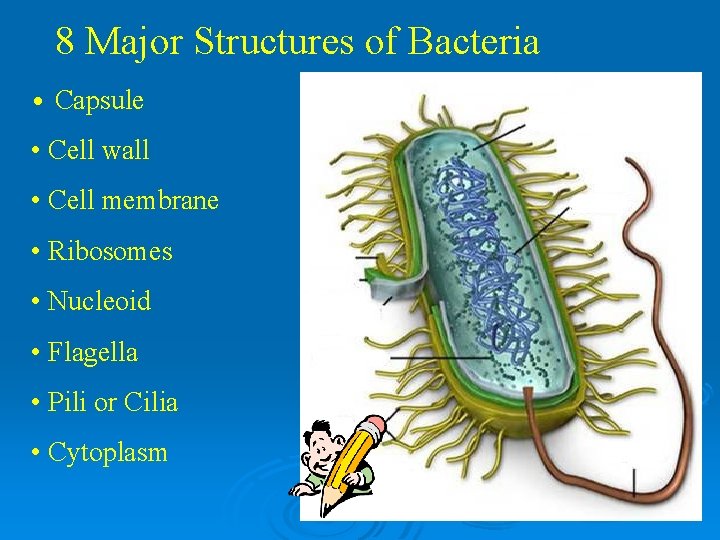 8 Major Structures of Bacteria • Capsule • Cell wall • Cell membrane • 8 Major Structures of Bacteria • Capsule • Cell wall • Cell membrane •