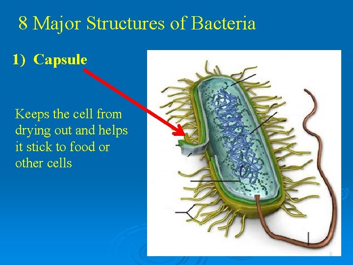 8 Major Structures of Bacteria 1) Capsule Keeps the cell from drying out and 8 Major Structures of Bacteria 1) Capsule Keeps the cell from drying out and