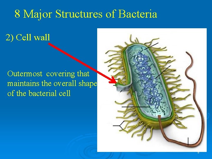 8 Major Structures of Bacteria 2) Cell wall Outermost covering that maintains the overall 8 Major Structures of Bacteria 2) Cell wall Outermost covering that maintains the overall