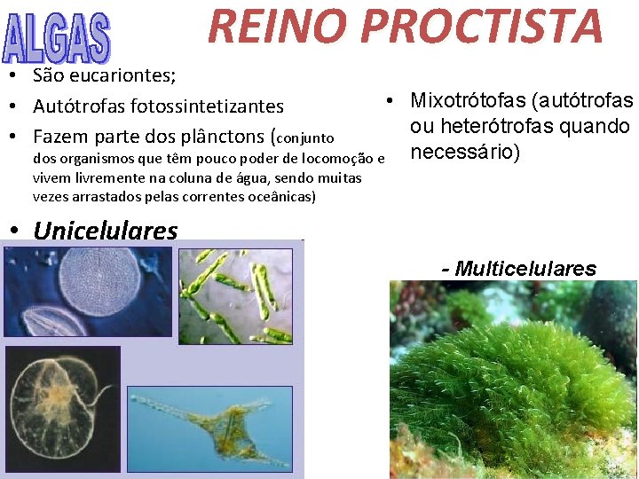 REINO PROCTISTA • São eucariontes; • Autótrofas fotossintetizantes • Fazem parte dos plânctons (conjunto