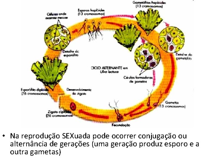  • Na reprodução SEXuada pode ocorrer conjugação ou alternância de gerações (uma geração