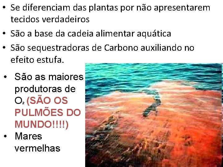  • Se diferenciam das plantas por não apresentarem tecidos verdadeiros • São a