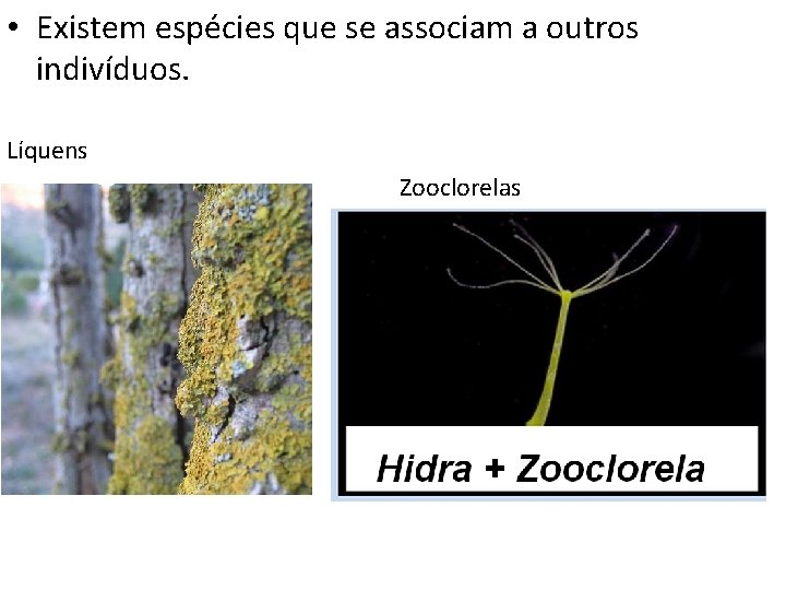  • Existem espécies que se associam a outros indivíduos. Líquens Zooclorelas 