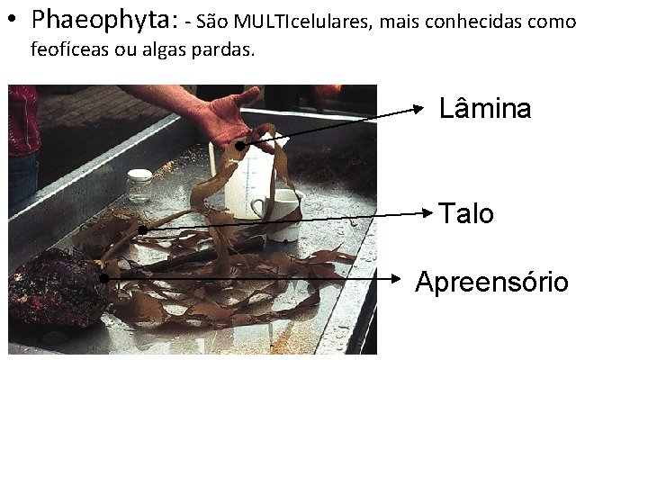  • Phaeophyta: - São MULTIcelulares, mais conhecidas como feofíceas ou algas pardas. Lâmina