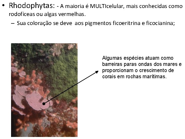  • Rhodophytas: - A maioria é MULTIcelular, mais conhecidas como rodofíceas ou algas