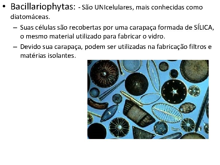  • Bacillariophytas: - São UNIcelulares, mais conhecidas como diatomáceas. – Suas células são