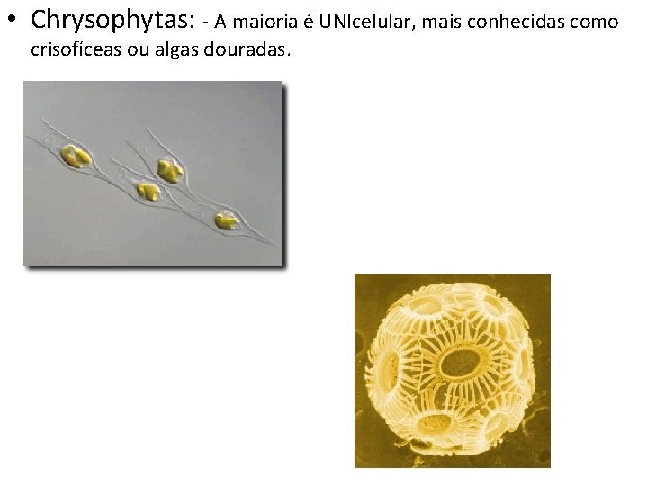 • Chrysophytas: - A maioria é UNIcelular, mais conhecidas como crisofíceas ou algas