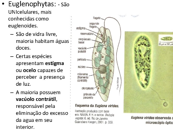  • Euglenophytas: - São UNIcelulares, mais conhecidas como euglenoides. – São de vidra