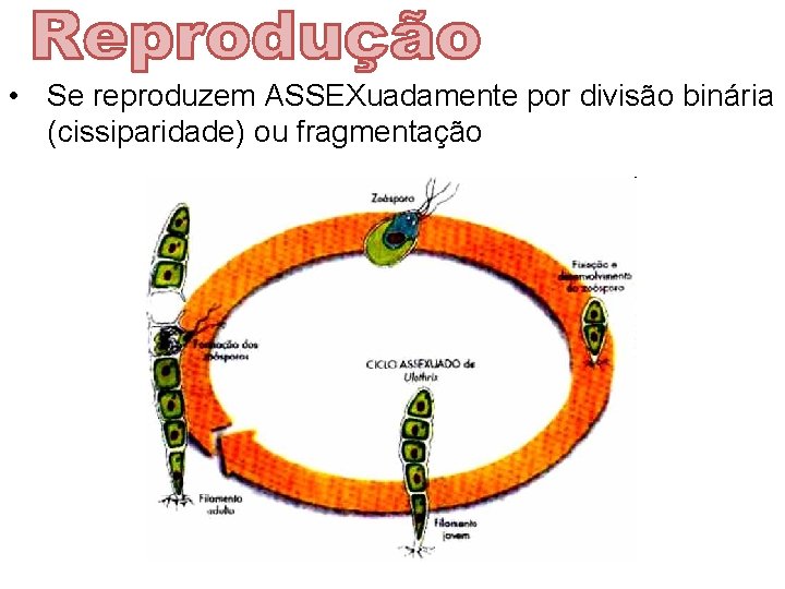  • Se reproduzem ASSEXuadamente por divisão binária (cissiparidade) ou fragmentação 